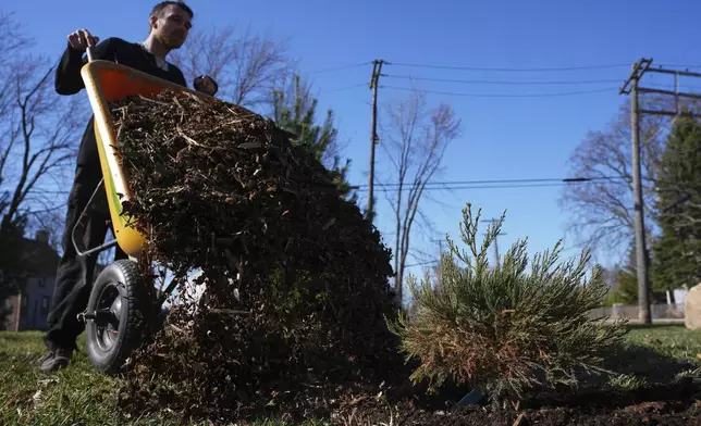 David McGuffie dumps mulch on a sequoia tree seedling in Detroit, Friday, March 21, 2025. (AP Photo/Paul Sancya)