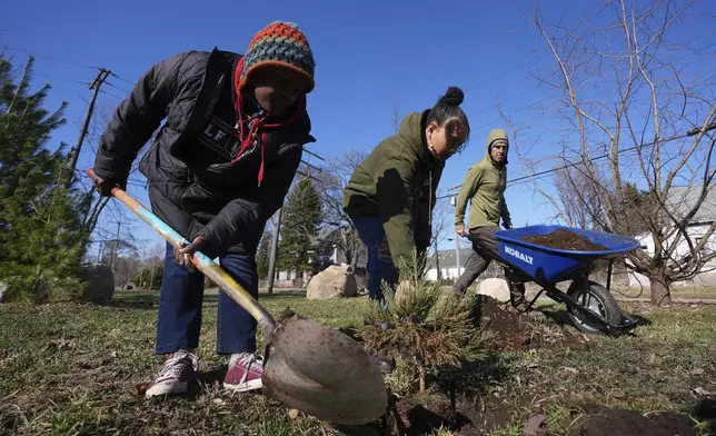 Robyn Redding, from left, and Gianna Holliday plant a sequoia tree seedling as Andrew "Birch" Kemp brings mulch in Detroit, Friday, March 21, 2025. (AP Photo/Paul Sancya)