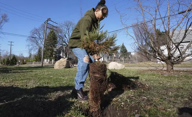 Gianna Holliday carries a sequoia tree seedling to plant in Detroit, Friday, March 21, 2025. (AP Photo/Paul Sancya)