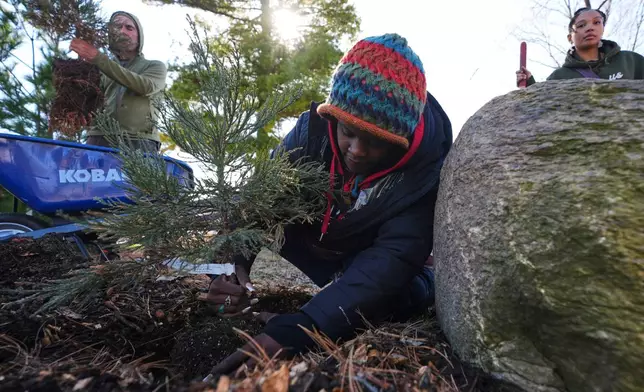Robyn Redding plants a sequoia tree seedling in Detroit, Friday, March 21, 2025. (AP Photo/Paul Sancya)