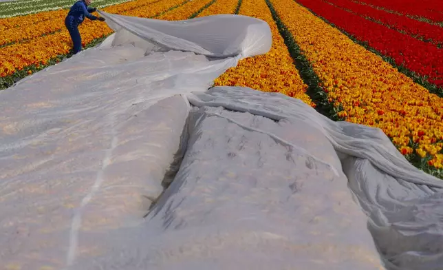 Farmers use acrylic cloth for insulation to grow tulips earlier in the season, near Lisse, Netherlands, Wednesday, April 2, 2025. (AP Photo/Peter Dejong)
