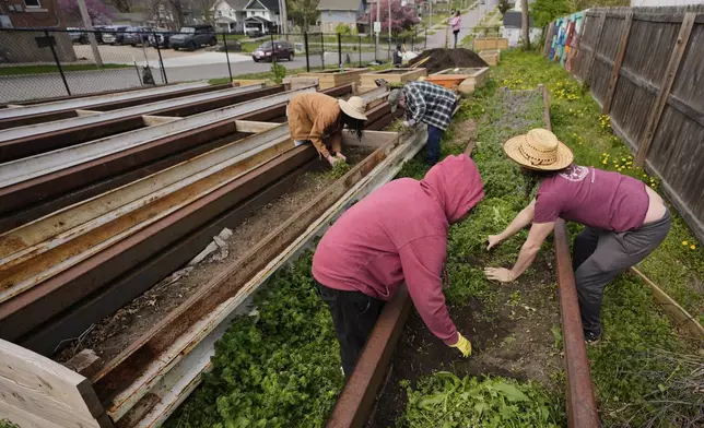 Volunteers weed garden plots in preparation for planting vegetables at the Ivanhoe neighborhood community garden, Wednesday, April 9, 2025, in Kansas City, Mo. (AP Photo/Charlie Riedel)