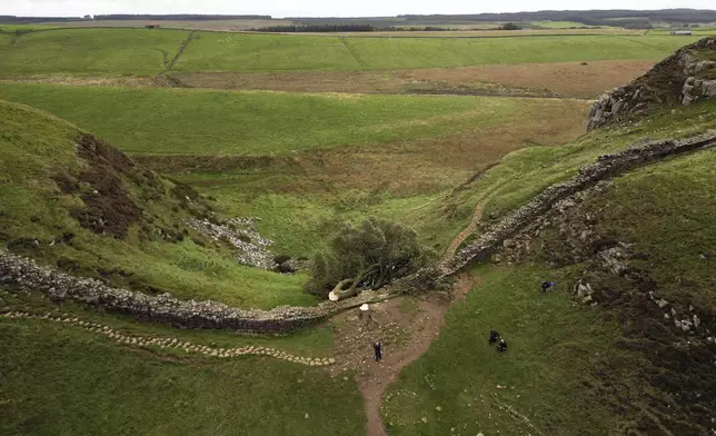 FILE - The felled Sycamore Gap tree is seen on Hadrian's Wall in Northumberland, England, Sept. 29, 2023. (Owen Humphreys/PA via AP, File)