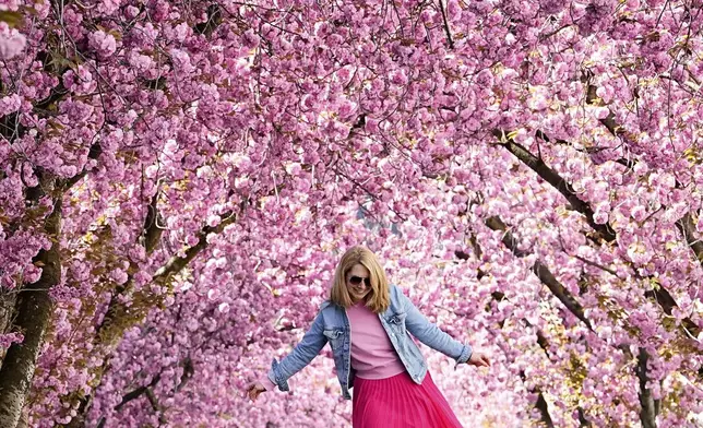 A woman dances under a canopy of cherry blossoms at the start of the cherry blossom season in Bonn, Germany, April, 6, 2025. (AP Photo/Martin Meissner)