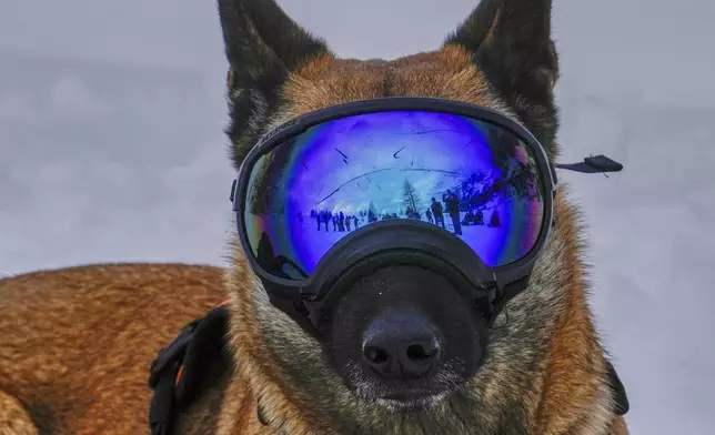 Ira, a dog with the Italian National Alpine and Speleological Rescue Corps, attends a training in Col Gallina in the Italian Alps near Cortina D'Ampezzo, northern Italy, March 25, 2025. (AP Photo/Luca Bruno)