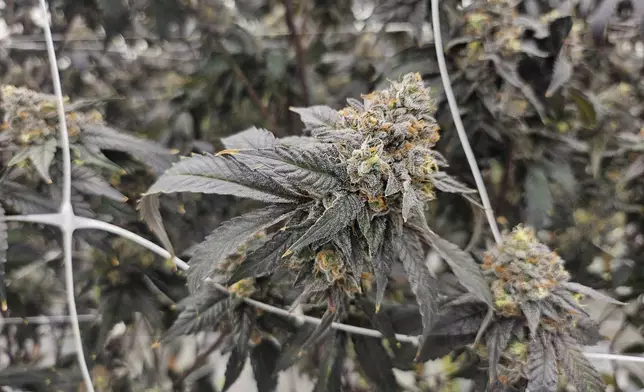 Cannabis plants sit in the Hollandse Hoogtes growing facility in Bemmel, Netherlands, Monday, April 7, 2025. (AP Photo/Molly Quell)