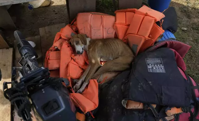 A stray dog rests on lifejackets at the home of a local in Villa Caleta, Panama, Monday, April 7, 2025. The jackets were once used to ferry migrants after their trek across the Darien Gap on their way north to the U.S. (AP Photo/Matias Delacroix)