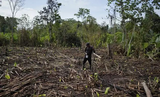 Donaldo Quiros plants rice in his small field in Villa Caleta, a community in Panama that used to benefit economically by being on the route migrants took after crossing the Darien Gap on their way north to the U.S., Monday, April 7, 2025. (AP Photo/Matias Delacroix)