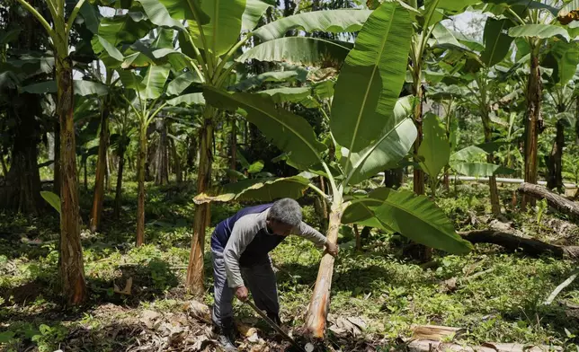 Luis Olea cuts a plantain tree in Villa Caleta, a community in Panama that used to benefit economically by being on the route migrants took after crossing the Darien Gap on their way north to the U.S., Monday, April 7, 2025. (AP Photo/Matias Delacroix)