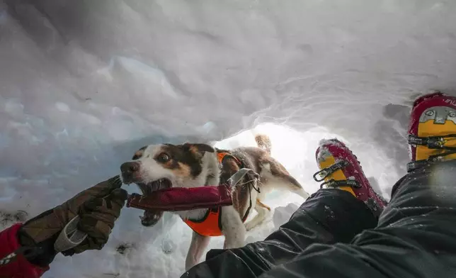 Zen, an avalanche Border Collie, attends a training with the Italian National Alpine and Speleological Rescue Corps in Col Gallina, near Cortina D'Ampezzo, northern Italy, Tuesday, March 25, 2025. (AP Photo/Luca Bruno)
