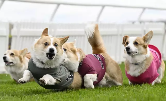 Participants take part in the Corgi Derby at Musselburgh Racecourse, Musselburgh, Scotland, Saturday, April 19, 2025, as part of its Easter Saturday race day celebration. (Lesley Martin/PA via AP)