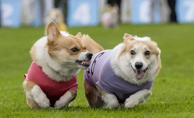 Participants take part in the Corgi Derby at Musselburgh Racecourse, Musselburgh, Scotland, Saturday, April 19, 2025, as part of its Easter Saturday race day celebration. (Lesley Martin/PA via AP)