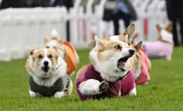 Participants take part in the Corgi Derby at Musselburgh Racecourse, Musselburgh, Scotland, Saturday, April 19, 2025, as part of its Easter Saturday race day celebration. (Lesley Martin/PA via AP)