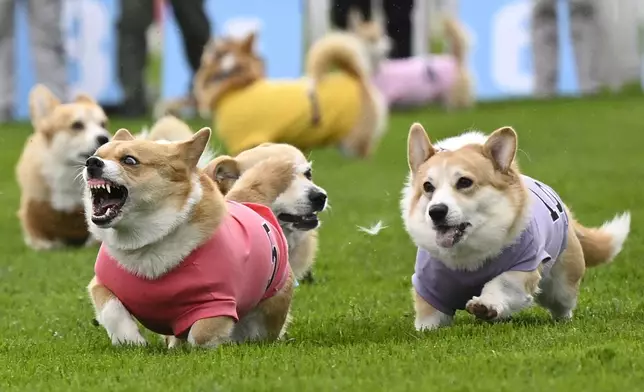 Participants take part in the Corgi Derby at Musselburgh Racecourse, Musselburgh, Scotland, Saturday, April 19, 2025, as part of its Easter Saturday race day celebration. (Lesley Martin/PA via AP)