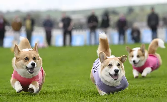 Participants take part in the Corgi Derby at Musselburgh Racecourse, Musselburgh, Scotland, Saturday, April 19, 2025, as part of its Easter Saturday race day celebration. (Lesley Martin/PA via AP)