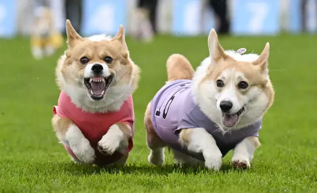 Participants take part in the Corgi Derby at Musselburgh Racecourse as part of its Easter Saturday race day celebration, in Musselburgh, Scotland, Saturday April 19, 2025. (Lesley Martin/PA via AP)