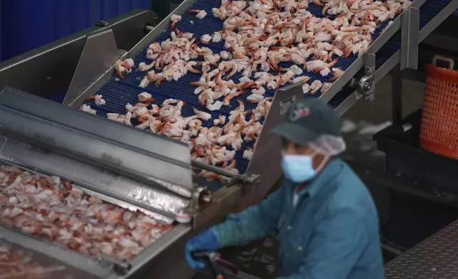 Shrimp are prepared at the Bowers Shrimp Processing plant, Wednesday, April 9, 2025, in Palacios, Texas. (AP Photo/Eric Gay)