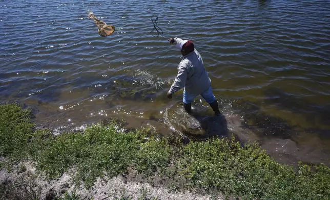 Homegrown seafood shrimp farm manager Nerer Padro collects samples, Wednesday, April 9, 2025, in Palacios, Texas. (AP Photo/Eric Gay)