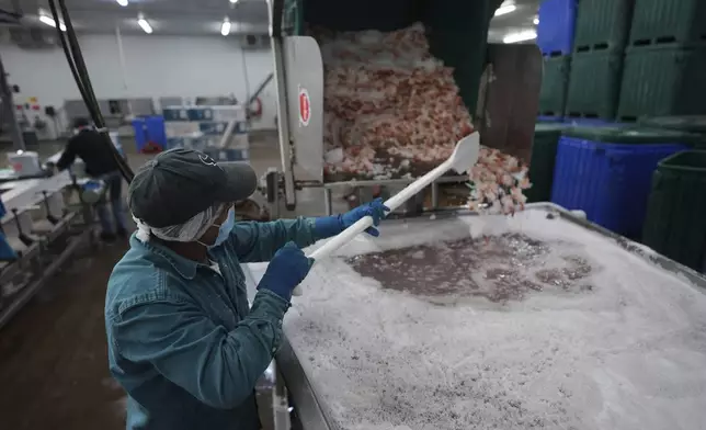Shrimp are prepared for shipping at the Bowers Shrimp Processing plant, Wednesday, April 9, 2025, in Palacios, Texas. (AP Photo/Eric Gay)