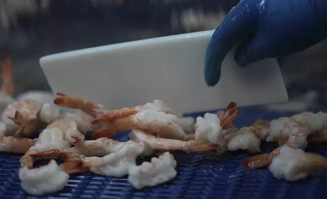 Shrimp are prepared for shipping at the Bowers Shrimp Processing plant, Wednesday, April 9, 2025, in Palacios, Texas. (AP Photo/Eric Gay)