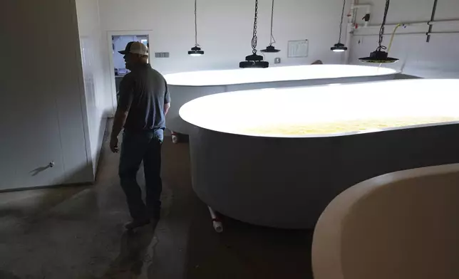 Reed Bowers, owner of Homegrown seafood, walks through his shrimp hatchery, Wednesday, April 9, 2025, in Palacios, Texas. (AP Photo/Eric Gay)
