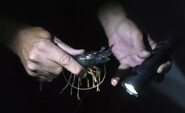 Bowers shrimp hatchery manager Kim Page holds a broodstock shrimp, Wednesday, April 9, 2025, in Palacios, Texas. (AP Photo/Eric Gay)