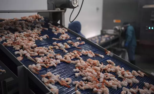 Shrimp are prepared for shipping at the Bowers Shrimp Processing plant, Wednesday, April 9, 2025, in Palacios, Texas. (AP Photo/Eric Gay)