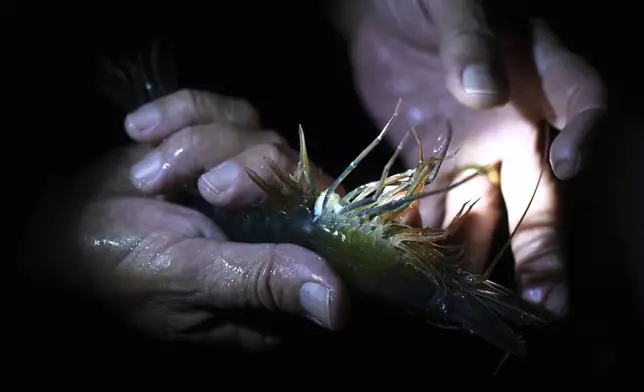 Bowers shrimp hatchery manager Kim Page holds a broodstock shrimp, Wednesday, April 9, 2025, in Palacios, Texas. (AP Photo/Eric Gay)