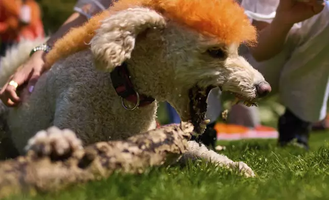 A woman poses with Lucy who has her hair painted orange as people celebrate King's Day in Amsterdam, Netherlands, Saturday, April 26, 2025. (AP Photo/Peter Dejong)