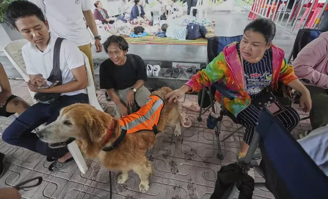 K9 named Safari work as an emotional support with Relatives of workers of a high-rise building under construction that collapsed in Bangkok, Thailand, Monday, March 31, 2025, (AP Photo/Sakchai Lalit)