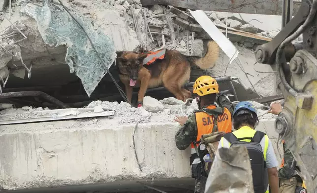Rescuers use sniffer dog at work at the site of an under-construction high-rise building that collapsed on Friday after an earthquake in Bangkok, Thailand, Sunday, March 30, 2025. (AP Photo/Sakchai Lalit)
