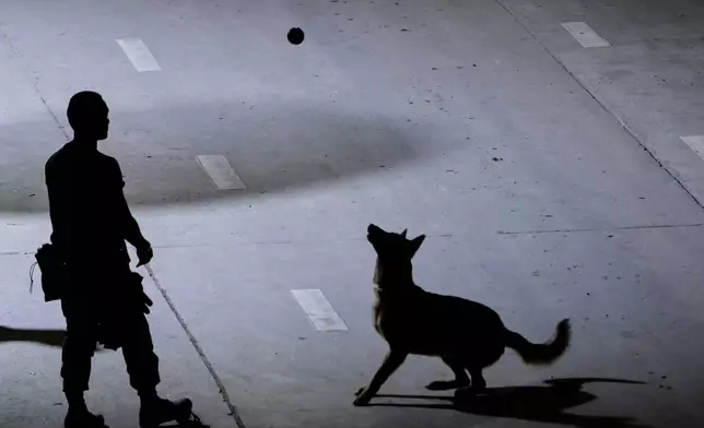 A rescuer plays with his sniffer dog at the site of an under-construction high-rise building that collapsed on Friday after an earthquake in Bangkok, Thailand, Tuesday, April 1, 2025. (AP Photo/Wason Wanichakorn)