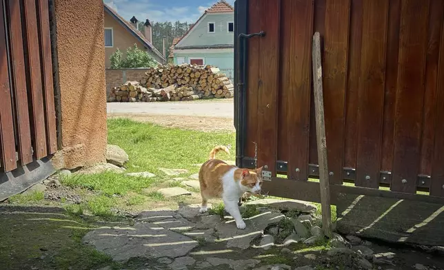 The three-legged cat of Zoica Roth, 83, walks to her home in the village of Saschiz, in Romania's central Transylvania region, Friday, April 25, 2025. (AP Photo/Stephen McGrath)
