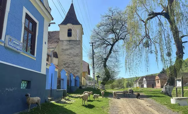 Sheep and goats graze near the church in the village of Floresti, in Romania's central Transylvania region, Thursday, April 24, 2025. (AP Photo/Stephen McGrath)