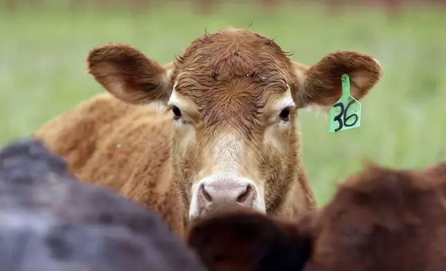 FILE - Cattle that are grass-fed, antibiotic and growth hormone free gather at Kookoolan Farm in Yamhill, Ore., Thursday, April 23, 2015.(AP Photo/Don Ryan,File)