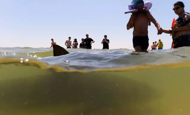 A shark swims past people in Mediterranean Sea in Hadera, Israel, Saturday, April 19, 2025. (AP Photo/Ariel Schalit)