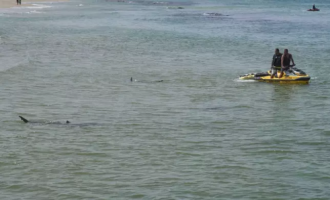 Shark swim in Mediterranean Sea as Israeli police are looking the area for a swimmer who they fear was attacked by a shark on Monday, near the Israeli city of Hadera, Tuesday, April 22, 2025. (AP Photo/Ariel Schalit)