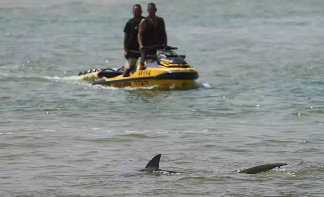 A shark swims in Mediterranean Sea as Israeli police are looking the area for a swimmer who they fear was attacked by a shark on Monday, near the Israeli city of Hadera, Tuesday, April 22, 2025. (AP Photo/Ariel Schalit)