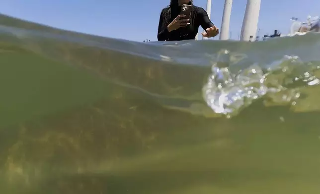 A woman reaches to a shark swimming in Mediterranean Sea in Hadera, Israel, Saturday, April 19, 2025. (AP Photo/Ariel Schalit)