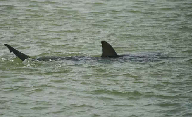 A shark swims in Mediterranean Sea as Israeli police are looking area for a swimmer who they fear was attacked by a shark on Monday, near the Israeli city of Hadera, Tuesday, April 22, 2025. (AP Photo/Ariel Schalit)