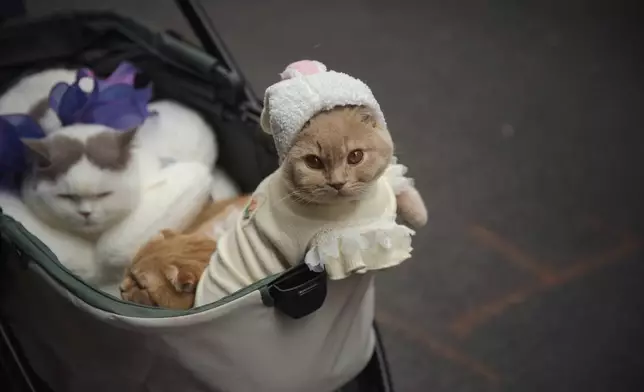A reveler, unseen, pushes a stroller carrying his cats as they participate in the annual Easter Parade and Bonnet Festival in front of St. Patrick's Cathedral on Sunday, April 20, 2025, in New York. (AP Photo/Andres Kudacki)