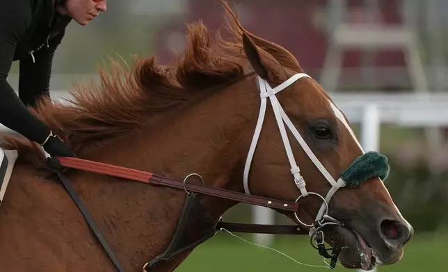 A race horse works out at Churchill Downs Tuesday, April 29, 2025, in Louisville, Ky. (AP Photo/Charlie Riedel)