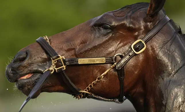 A race horse gets a bath after a workout at Churchill Downs Tuesday, April 29, 2025, in Louisville, Ky. (AP Photo/Charlie Riedel)
