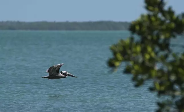 A brown pelican flies past mangrove islands in Florida Bay, part of the Everglades ecosystem, near Islamorada, Fla., during a media visit organized by The Everglades Foundation, Monday, April 7, 2025. (AP Photo/Rebecca Blackwell)