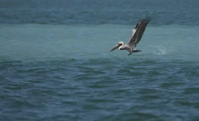 A brown pelican hunts for mullet in Florida Bay, part of the Everglades ecosystem, near Islamorada, Fla., during a media visit organized by The Everglades Foundation, Monday, April 7, 2025. (AP Photo/Rebecca Blackwell)
