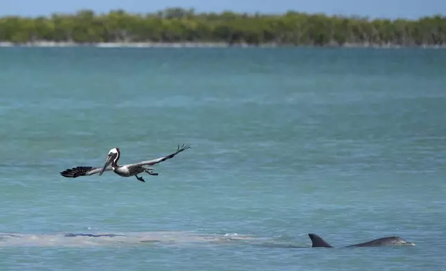A brown pelican hunts mullet in tandem with a dolphin in Florida Bay, part of the Everglades ecosystem, near Islamorada, Fla., during a media visit organized by The Everglades Foundation, Monday, April 7, 2025. (AP Photo/Rebecca Blackwell)