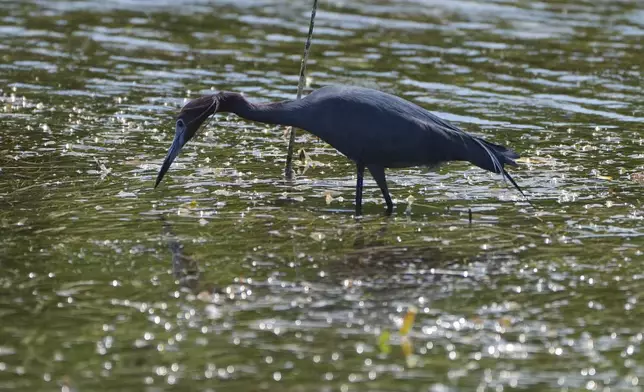 A little blue heron hunts for food in Florida Bay, part of the Everglades ecosystem, near Islamorada, Fla., during a media visit organized by The Everglades Foundation, Monday, April 7, 2025. (AP Photo/Rebecca Blackwell)