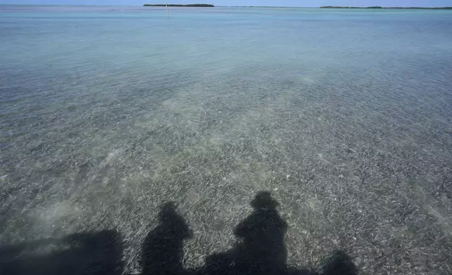The shadows of journalists are cast on seagrass visible through shallow water in Florida Bay near Islamorada, Fla., during a media visit organized by The Everglades Foundation, Monday, April 7, 2025. (AP Photo/Rebecca Blackwell)