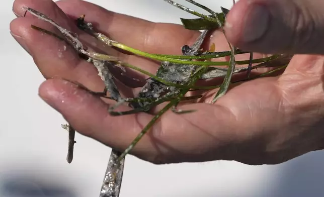Steve Davis, chief science officer with The Everglades Foundation, displays pieces of seagrass as he talks to journalists during a media visit to Florida Bay organized by The Everglades Foundation, near Islamorada, Fla., Monday, April 7, 2025. (AP Photo/Rebecca Blackwell)