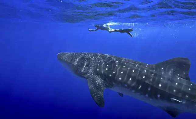 A person swims near a whale shark off the coast of St. Helena in the South Atlantic Ocean in February 2025. (AP Photo/Flora Tomlinson-Pilley)